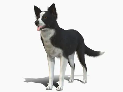 Dog - Border Collie Low-poly 3D model