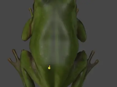 Realistic Frog 3D Model 3D model