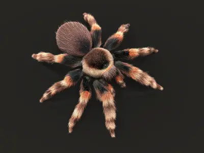 Tarantula ANIMATED XGEN CORE 3D model