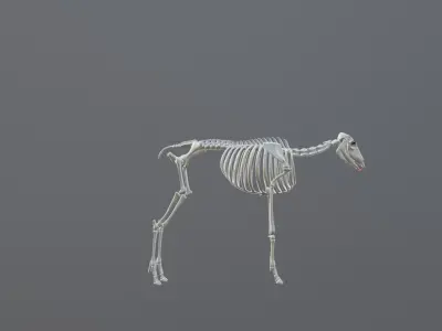 TragelaphusStrepsiceros deer Low-poly 3D model