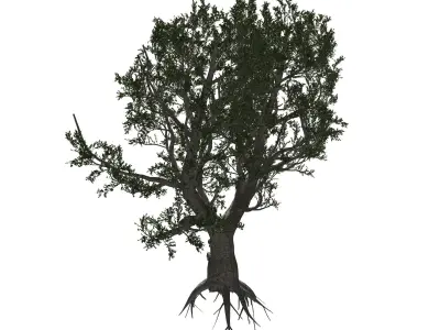 African Olive tree with roots 3D model