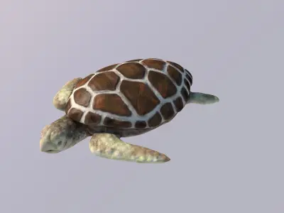 Turtle Low-poly 3D model
