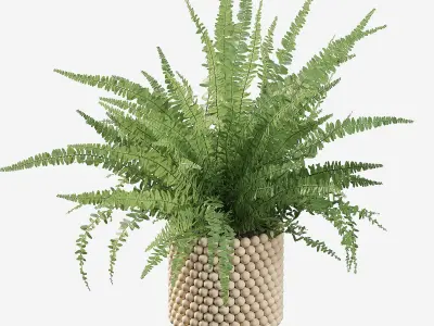 Fern indoor plant 3D model