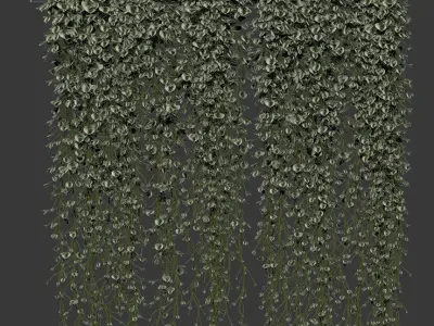 Plants in hanging pots Vinca major 3D model