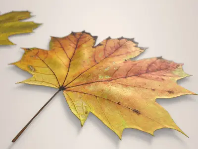 Autumn Maple Leaves Low-poly 3D model