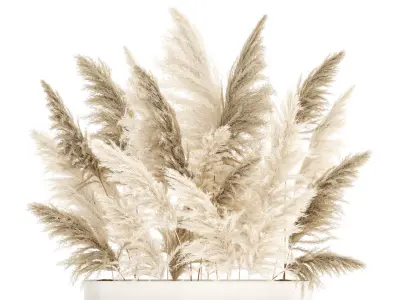 Beautiful bushes Cortaderia for decoration in pots 1292 3D model