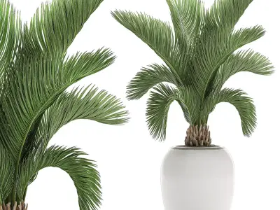 Decorative palm in a white flowerpot  513 3D model