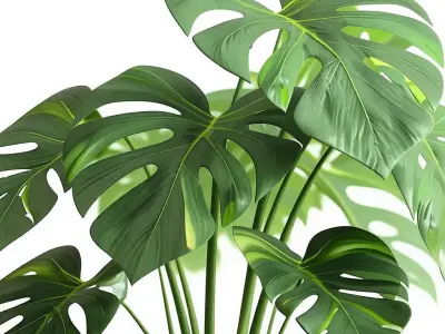 Monstera Plant 3D Realistic Indoor Greenery Modern Design Low-poly 3D model