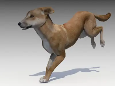 Dingo kangaroo Low-poly 3D model