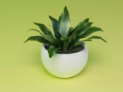 Aspidistra indoor plant PBR Ready for Unreal Engine 5 Low-poly 3D model