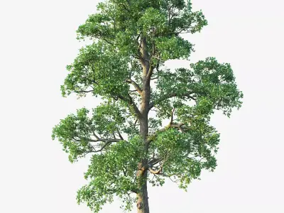 White Oak 02 3D model