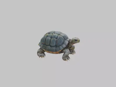 Detailed Lowpoly Tortoise Low-poly 3D model