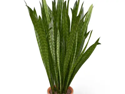 Snake Plant  3D model