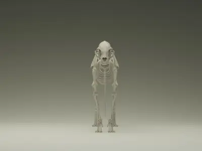 Skeleton Cat Low-poly 3D model