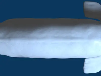 Beluga Whale 3D Model Demo - Rigged - PBR Low-poly 3D model