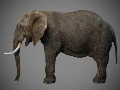 Elephant with tusks 3D model