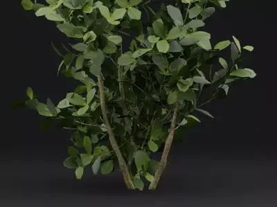 Buxus Sempervirens Shrub Plant 3D model
