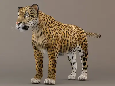 Jaguar fur Model 3D model