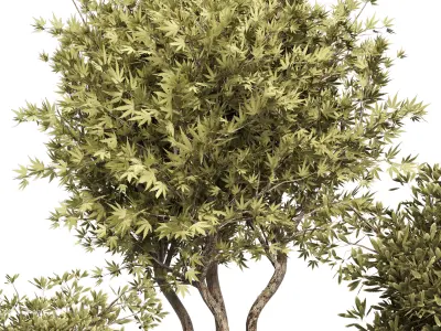 Collection Outdoor plant dried  in metal vase 17 Low-poly 3D model