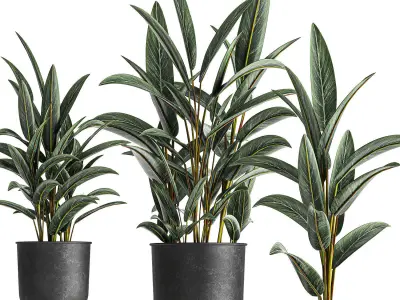 Alpinia in a pot for the interior 844 3D model