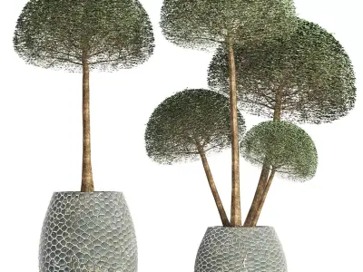 Plants Collection 153 Ligustrum Lucidum Vray 3D model