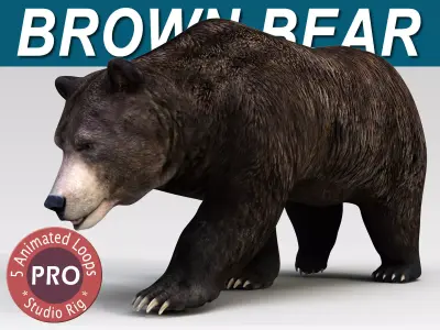 Brown Bear PRO 3D model