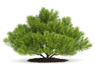Pine Shrub Pinus 3D model