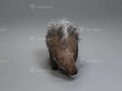 Porcupine Animation - VFX Grace 3D model