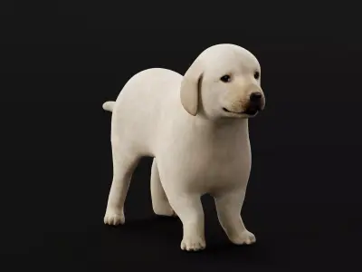 Retriever Puppy Dog 3D model