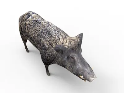 3D Wild Boar Rigged and Animated  Low-poly 3D model