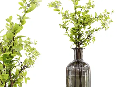 Collection Indoor Plants 010 3D model