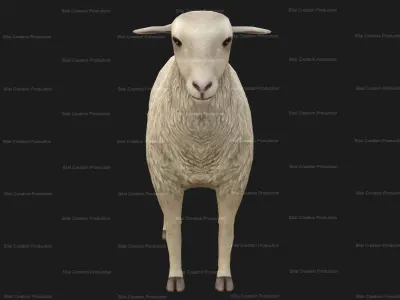 Sheep Animated Low-poly 3D model