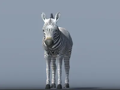 Lowpoly Zebra  Animated for VR AR Games  Low-poly 3D model