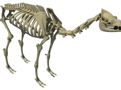 Full Body Camel Skeleton 3D model