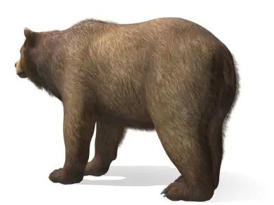 BEAR - MALE Low-poly 3D model
