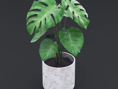 Cheese Plant II 3D model