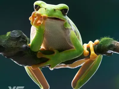Tree Frog Animated VFX Grace 3D model