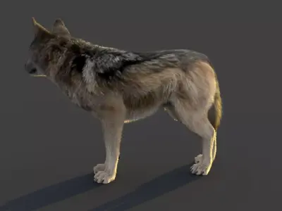 Wolf Xgen Rigged 3D model
