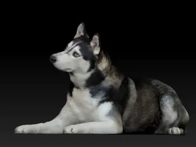 Husky dog lies - model 2 Low-poly 3d scan animal 3D model