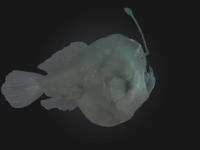 Luminous Predator Bioluminescent Creature Model 3D model
