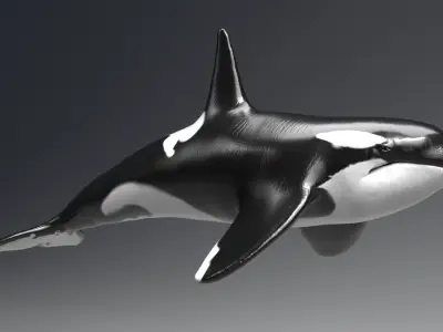 Sea Animal Pack - Unreal Engine - Unity 3D Model Collection