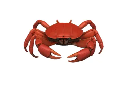 Crab - Crab Low-poly 3D model