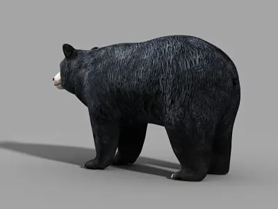 Black Bear 3D model
