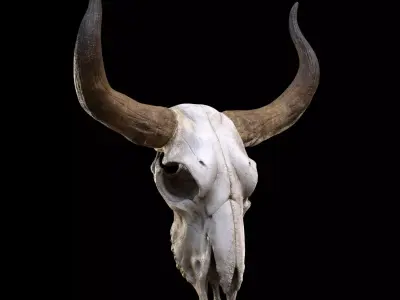 longhorn skull Low-poly 3D model