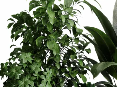 indoor plant 526 pot plant ficus rubbery monstera concrete  3D model