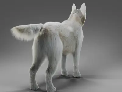 Fur White Dog NO Rig  Low-poly 3D model