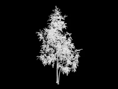 Birch Tree With White Leaves 3D model