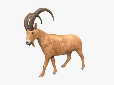 Ibex goat Low-poly 3D model