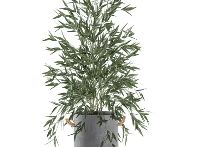 Bamboo bush for the interior in a black flowerpot 597 3D model