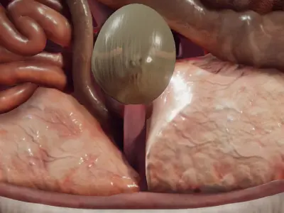 Guinea Pig Internal Anatomy Low-poly 3D model